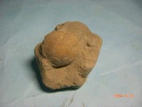 藏品(螃蟹(文吉長臂蟹))的圖片